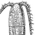 Calanus pacificus Brodsky — Тихоокеанский каланус