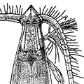 Eucalanus bungii Giesbrecht — Дальневосточный евкаланус