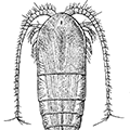 Metridia pacifica Brodsky — Тихоокеанская метридия