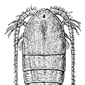 Metridia ochotensis Brodsky — Охотоморская метридия