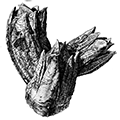 Balanus evermanni Pilsbry — Гигантский морской жёлудь