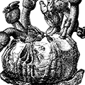 Coronula diadema (Linne) — Коронула