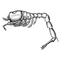 Eudorella emarginata (Kroyer) — Окаймлённая евдорелла