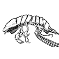 Munnopsurus giganteus (G. Sars) — Гигантский муннопсурус