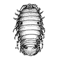 Rocinela maculata Schioedte et Meinert — Пятнистая росинела