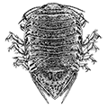 Tecticeps glaber Gurjanova — Гладкая черепашка