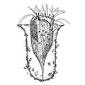 Tintinnopsis bfitschlii Daday — Тинтиннопсис Бючли
