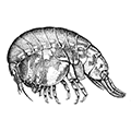 Stegocephalus inflatus Kroyer — Пластинчатоногий стегоцефал