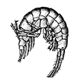 Amphithoe еоа Briiggen — Восточный амфитое