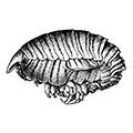 Pleustes incarinatus Gurjanova — Тигровый плейстес