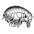 Odius carinatus (Bate) — Гребенчатый одиус