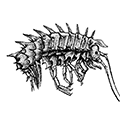 Paramphithoe cuspidata (Lepechin) — Шиповатая парамфитоя