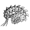 Paramphithoe polyacantha (Murdoch) — Многозубцовая парамфитоя