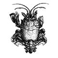 Blepharipoda japonica Durufle — Японская совконожка