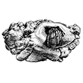 Pagurus pectinatus (Stimpson) — Гребенчатый рак-отшельник