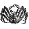Paralithodes camtschatica (Tilesius) — Камчатский краб