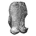 Inflatella globosa Burton — Бородавчатая инфлателла