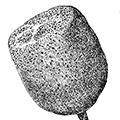 Hyalonema sieboldti Gray — Японская гиалонема, или японская стеклянная губка