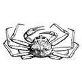 Chionoecetes opilio (Fabricius) — Краб-стригун