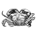 Hemigrapsus penicillatus (de Haan) — Прибрежный краб