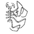 Ascorhynchus glaber Hoek — Гладкий аскоринх
