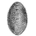 Amicula vestita (Broderip et Sowerby) — Одетая амикула