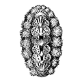Acanthochiton rubrolineatus (Lischke) — Краснополосый акантохитон