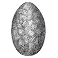 Cryptochiton stelleri (Middendorff) — Скрытопластинчатый хитон Стеллера