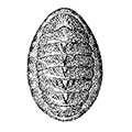 Ischnochiton hakodadensis Pilsbry — Хакодатский ишнохитон