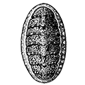 Tonicella marmorea (Fabricius) — Мраморная тоницелла