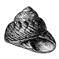 Tegula rustica (Gmelin) — Простая тегула [= Chlorostoma rustica (Gmelin)]