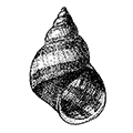 Lacuna vincta (Montagu) — Опоясанная лакуна [= Lacuna divaricata (Fabricius)]