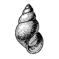 Cingula sp. — Цингула