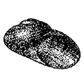 Margarites helicina var. albolineata (Smith) — Белополосая маргарита