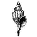 Trophon clathratus (Linne) — Сетчатый трофон