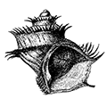 Trichotropis bicarinata (Sowerby) — Двуребрый иглоносец