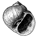 Natica clausa var. janthostoma Deshayes — Япономорская натика