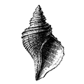 Neptunea pribiloffensis (Dali) — Прибыловская нептунея