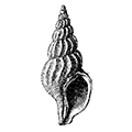 Plicifusus kroyeri (Moller) — Плицифусус Кройера