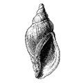 Volutopsius castaneus var. simplex (Dali) — Гладкий каштановый волютопсиус