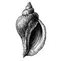 Volutopsius middendorffi var. emphaticus Dali — Волнисто-штрихованный волютопсиус