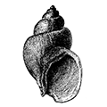 Buccinum striatissimum Sowerby — Штрихованный букцинум
