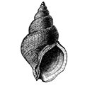 Buccinum bayani (Jousseaume) — Гигантский букцинум, или букцинум Баяна