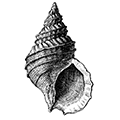 Buccinum verkruzeni Kobelt — Букцинум Веркрюцена (= В. derjugmi Bartsch)