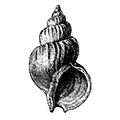 Buccinum polium Dali — Серый букцинум