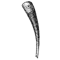 Dentalium sp. — Морской зуб