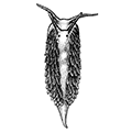 Coryphella athradona Bergh — Тихоокеанская корифелла