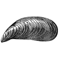 Mytilus gray anus Dunker — Чёрная ракушка, гигантская мидия, или мидия Граяна