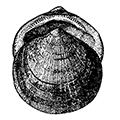 Glycymeris albolineatus (Lischke) — Белолинейный глицимерис