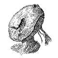Thenea muricata (Bowerbank) — Кубаревидная губка